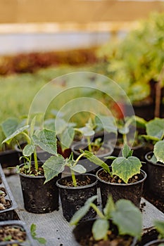 Young fresh seedling stands in plastic pots. cucumber plantation. cultivation of cucumbers in greenhouse. Cucumber seedlings