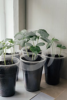 Young fresh seedling stands in plastic pots on the window. cucumber plantation. cultivation of cucumbers in greenhouse. Cucumber