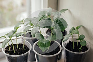 Young fresh seedling stands in plastic pots on the window. cucumber plantation. cultivation of cucumbers in greenhouse. Cucumber