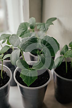 Young fresh seedling stands in plastic pots on the window. cucumber plantation. cultivation of cucumbers in greenhouse. Cucumber