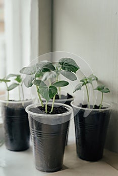Young fresh seedling stands in plastic pots on the window. cucumber plantation. cultivation of cucumbers in greenhouse. Cucumber s