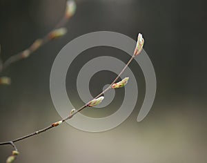 Young fresh shoots of buds growing on tree branch in forest closeup