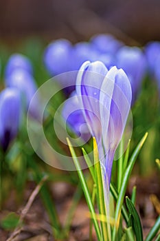 Young fresh shoots flowers with unopened buds in the open air, soft focus, gentle light. Violet flowers of crocuses.