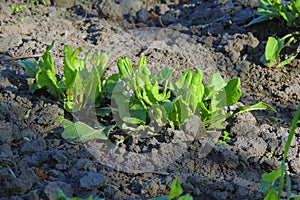 Young fresh sorrel at sunset