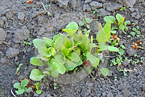 Young fresh sorrel at sunset