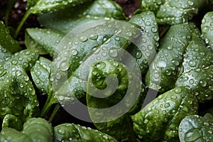 Young fresh spinach. Drops of dew on the green leaves of young spinach. Healthy vegan food