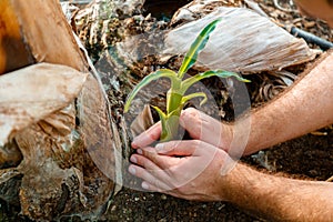 Young fresh sprout In male hands. Man plants fresh sprout in open ground as a symbol of green energy Restart earth New