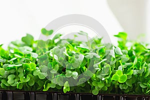 Young Fresh Sprouts of Potted Water Cress Growing Indoors on Kitchen Window-Sill. Soft Daylight White Curtain Gardening