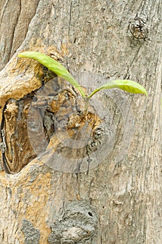 Young fresh teak leaf.