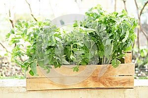 A young fresh tomato seedling in a wooden box