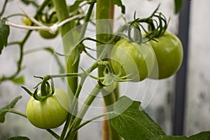 Young fresh unripe tomatoes growing in a greenhouse