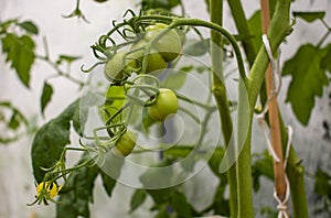 Young fresh unripe tomatoes growing in a greenhouse