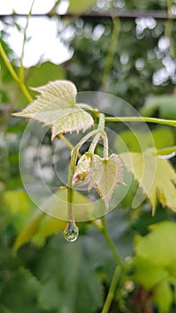 Young fresh vine branch with small yellow green leaves and water drops after rain