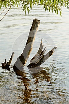 Young fresh willow branches over the water of the lake hides the old snags of the deceased willow tree reflecting in the cool