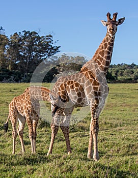 Young and friendly giraffes in South Africa