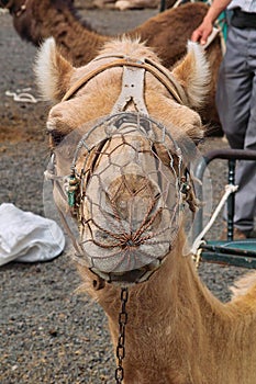 Young friendly looking dromedar with muzzle