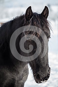 Young friesian horse on pasture in winter