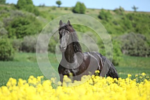 Young friesian horse running behind colza field