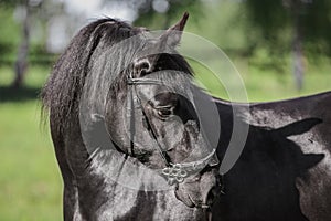 Young friesian mare horse in bridle in summer in daytime