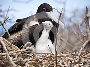 A female Galapagos frigate bird with her fledgling