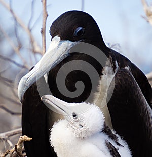 A female Galapagos frigate bird with her fledgling