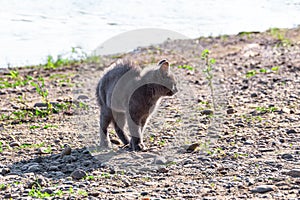 a young frightened or anxious gray cat on a rocky shore of a reservoir