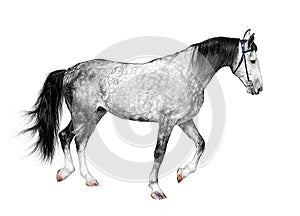 Young frisky stallion gray white color, horse standing on