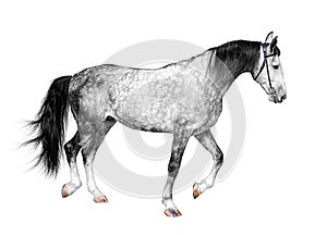 Young frisky stallion gray white color, horse standing on a white photo