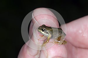 Young Frog on Finger tip