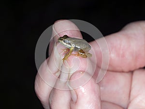 Young Frog on Finger tip