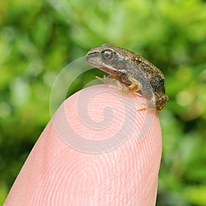 Young Frog on Finger tip