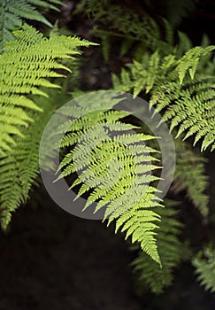 Young fronds of fern