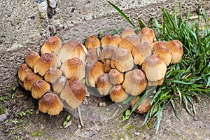 Young fruit bodies of Glistening Inkcap Mushroom Coprinellus micaceus closeup