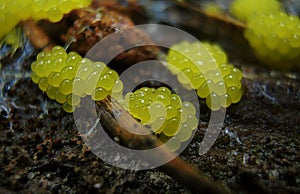 Young fruit bodies of a Physarum slime mold photo
