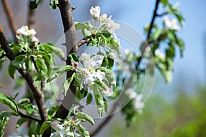 Young fruit after flowering apple hanging on a tree in the garden. Close-up