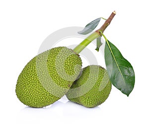 Young fruit jackfruit on white background