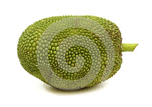 Young fruit jackfruit on white background