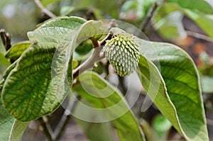 Young fruit and leaves of Annona crassiflora