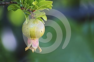 Young fruit of a medlar, Mespilus germanica, against a blurred b