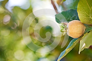 Young fruit on quince tree