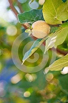 Young fruit on quince tree