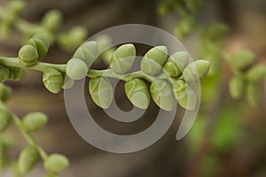 Young fruit of the tree  Christmas palm,Young fruit of the tree Manila palm