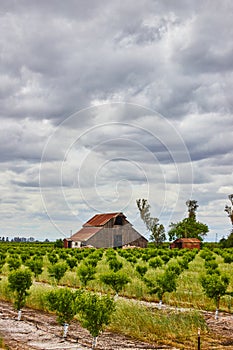 Young fruit trees vibrant green in early spring on farm with old red barns