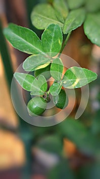 Young fruit of Triphasia Trifolia, relatives of Citrus plant