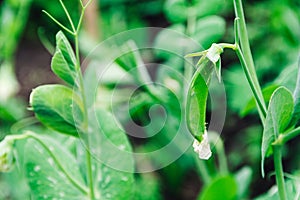 Young fruits of green peas in verdant leaves. Growing vegetables on eco farm