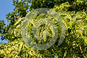 Young fruits of Tilia tree