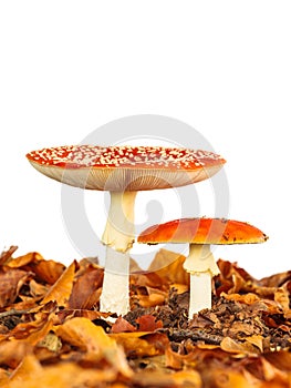 Young and fully grown fly agaric mushroom isolated on white