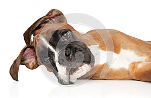 Young, funny Boxer puppy on a white background