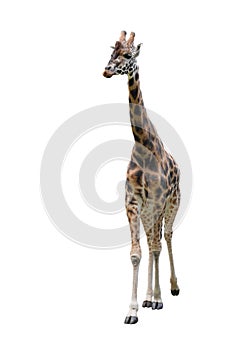 Young funny giraffe standing full length isolated on white background