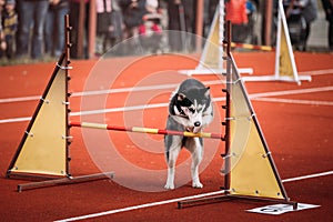 Young Funny Husky dog jumping outdoor at agility